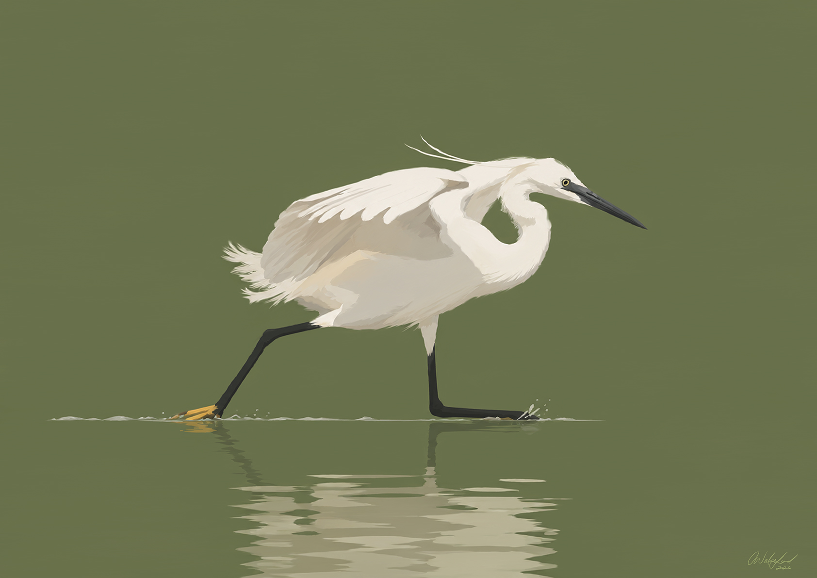 Calm Waters / Great White Egret Art Print A2